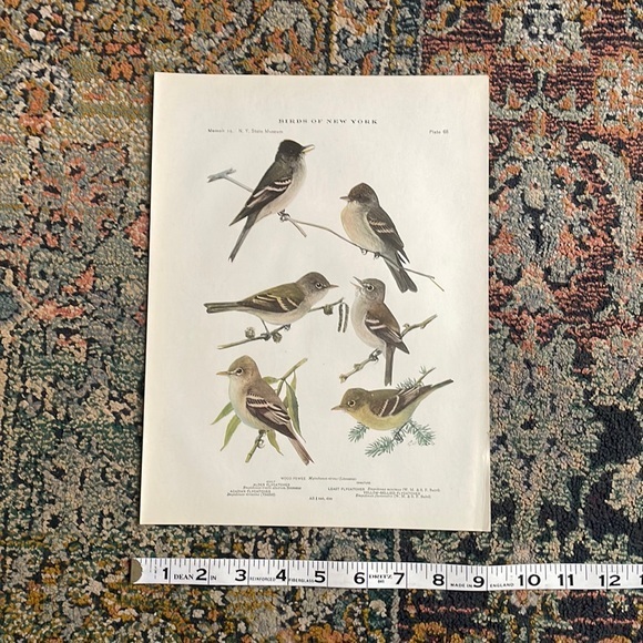 Antique Ornithological Bird Print Original - Picture 2 of 11